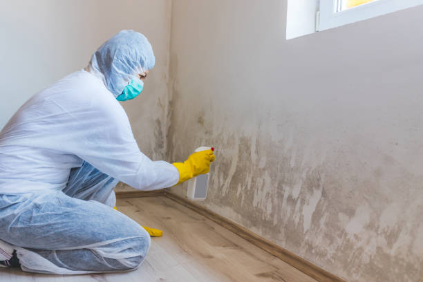 Licensed Mold Remediation service in Chambersburg, PA - WQB Mold Removal